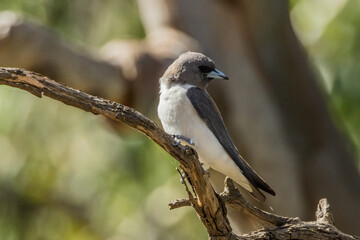 White-breasted Woodswallow in Victoria Australia