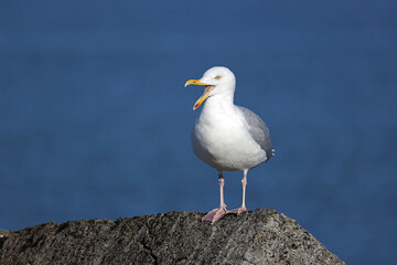 Fototapeta na wymiar European herring gull (Larus argentatus) sitting on the rock