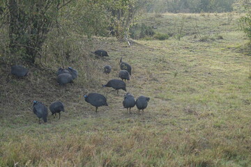 Kenya - Savannah - Zebra