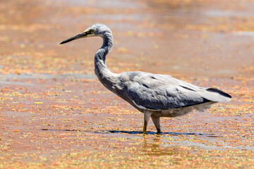 White-faced Heron in Victoria Australia
