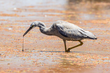 White-faced Heron in Victoria Australia