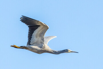 Obraz premium White-faced Heron in Victoria Australia