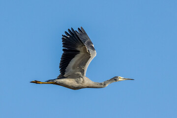 Obraz premium White-faced Heron in Victoria Australia