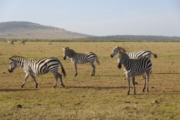 Obraz na płótnie Canvas Kenya - Savannah - Zebra