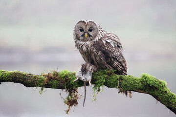 closeup of Ural owl (Strix uralensis) in wild