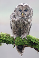 closeup of Ural owl (Strix uralensis) in wild