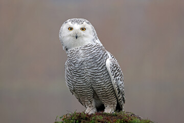 closeup of snowy owl (Bubo scandiacus) in wild