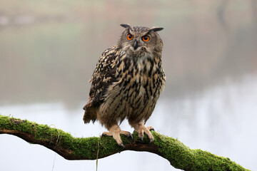 closeup of Eurasian eagle-owl (Bubo bubo) in wild