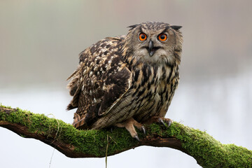 closeup of Eurasian eagle-owl (Bubo bubo) in wild