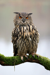 closeup of Eurasian eagle-owl (Bubo bubo) in wild