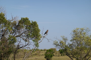 Kenya - Savannah - Birds