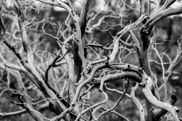 Tangle of Dried Branches Black and White