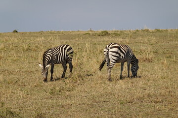 Kenya - Savannah - Zebra
