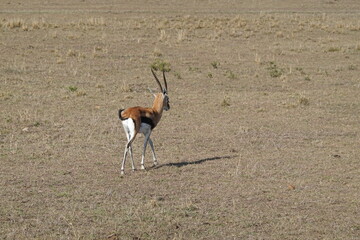 Naklejka na ściany i meble Kenya - Savannah - Gazelle