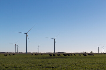Fototapeta na wymiar wind turbines with cattle