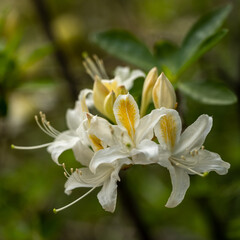 White and Yellow Azalea Blooms in Kings Canyon