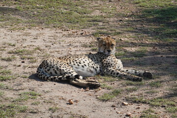 Kenya - Savannah - Cheetah