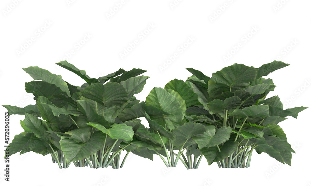 Poster colocasia gigantea plant