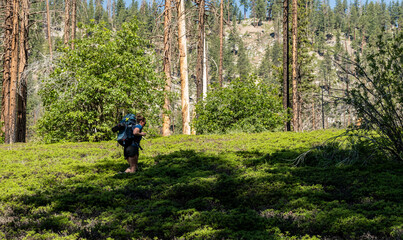 Obraz premium Woman Trudges Through Thick White Thorn Growing Over Trail in Kings Canyon