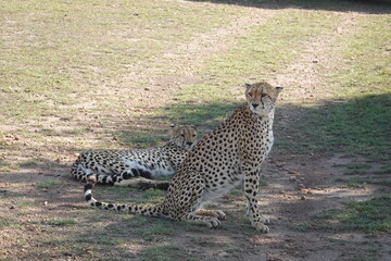 Kenya - Savannah - Cheetah