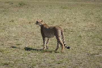 Kenya - Savannah - Cheetah