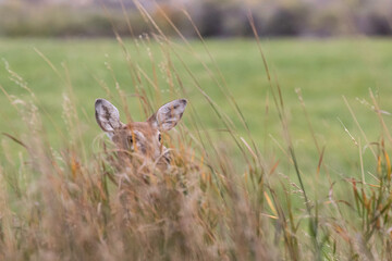 Whitetail Doe Deer in the Grass