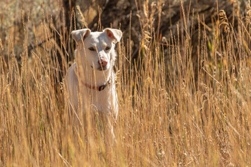 White Dog in the Grass