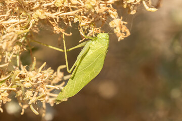 Katydid on a Bush