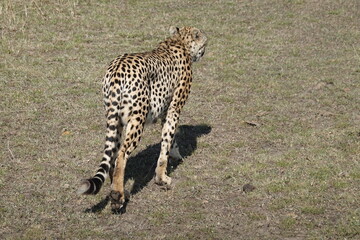Kenya - Savannah - Cheetah