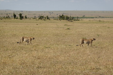 Fototapeta na wymiar Kenya - Savannah - Cheetah