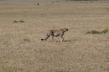 Naklejka na ściany i meble Kenya - Savannah - Cheetah