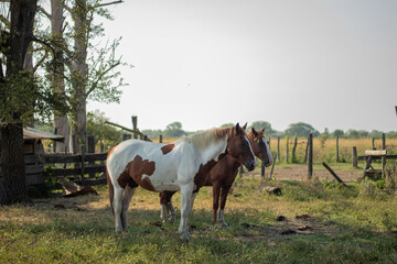 Fototapeta na wymiar White and brown horse in the field, with another brown horse behind