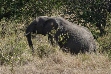 Naklejka na ściany i meble Kenya - Savannah - Elephant