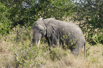 Naklejka na ściany i meble Kenya - Savannah - Elephant
