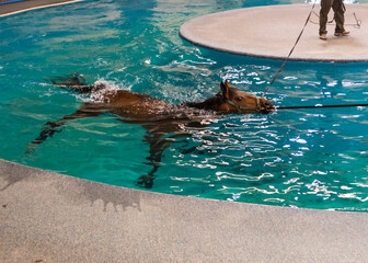 Horse Pool Rehab - Powered by Adobe