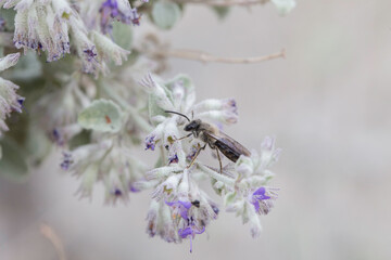 Hover fly on desert flower.