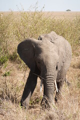 Fototapeta na wymiar Kenya - Savannah - Elephant