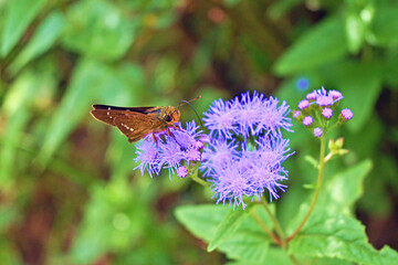 蜜を吸うチャバネセセリ
