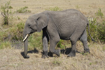 Kenya - Savannah - Elephant