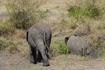 Fototapeta premium Kenya - Savannah - Elephant