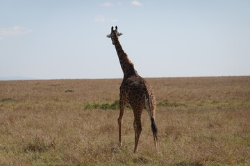 Naklejka na ściany i meble Kenya - Savannah - Giraffe