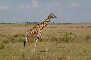 Naklejka na ściany i meble Kenya - Savannah - Giraffe