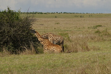 Kenya - Savannah - Giraffe