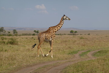 Kenya - Savannah - Giraffe