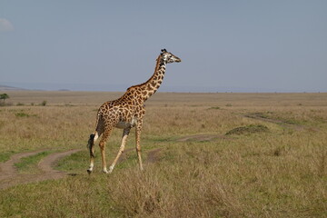 Kenya - Savannah - Giraffe