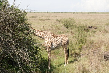 Kenya - Savannah - Giraffe