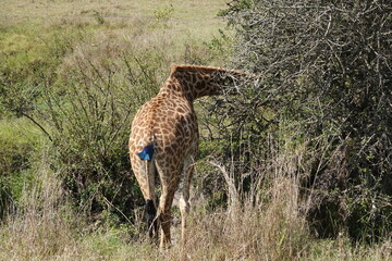 Kenya - Savannah - Giraffe
