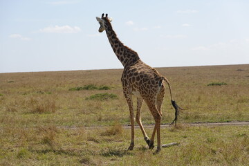 Kenya - Savannah - Giraffe
