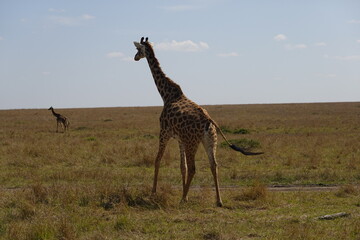 Kenya - Savannah - Giraffe