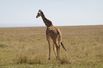 Kenya - Savannah - Giraffe
